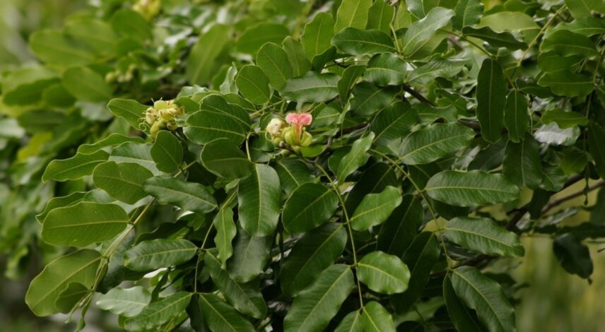 Afzelia quanzensis Afzelia quanzensis